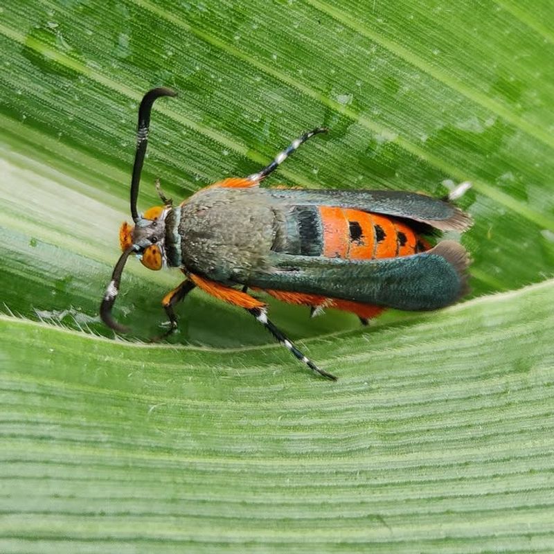 Squash Vine Borers Squash Vine Borers