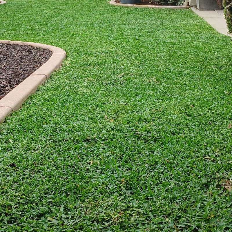 St. Augustinegrass Tolerates Extended Summer Heat
