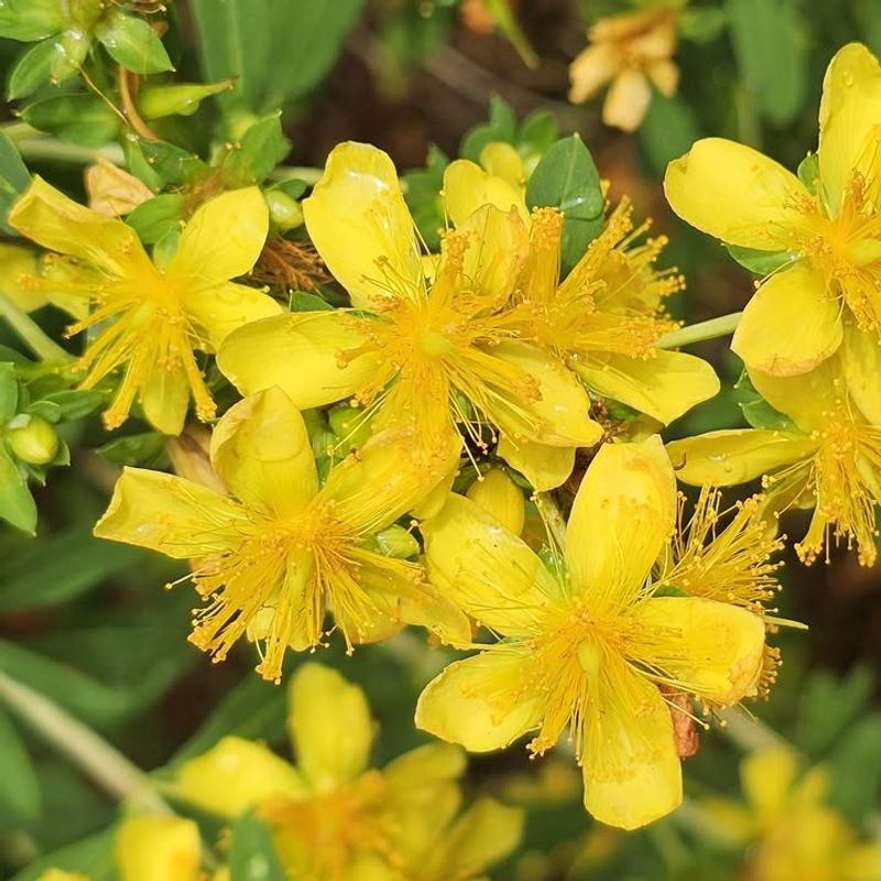 St. John's Wort Covers Stems With Bright Yellow Blooms St. John's Wort Covers Stems With Bright Yellow Blooms