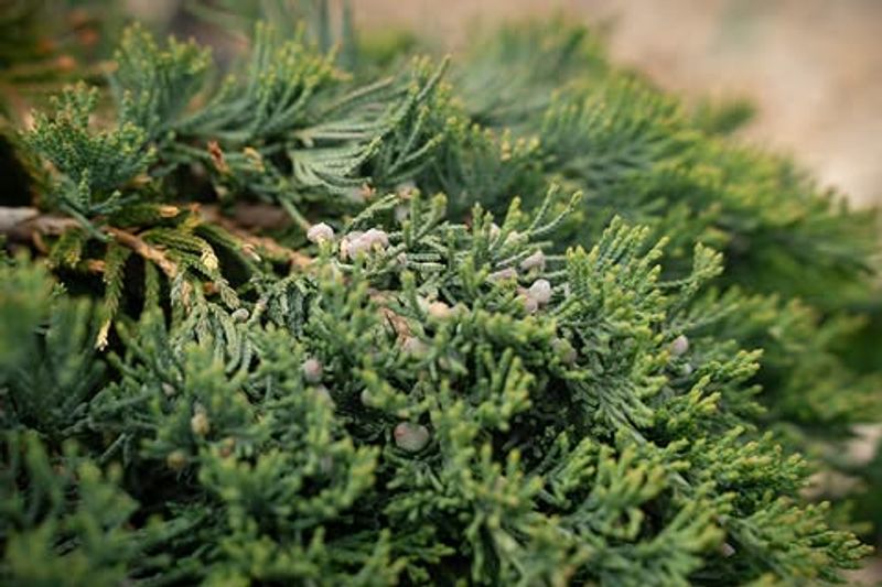 Stabilize A Hillside With Spreading Juniper