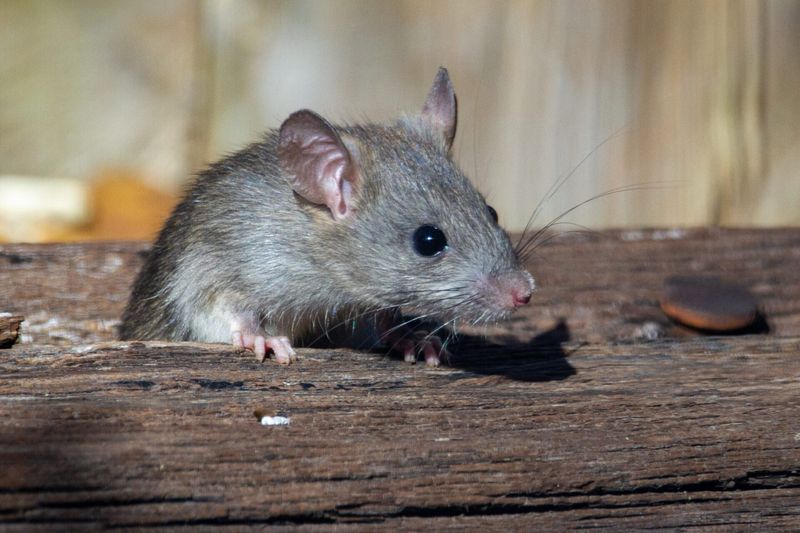 Stacked Clutter Gives Rats A Place To Hide