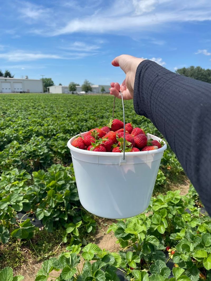 Stacy Family Farm Keeps June Berry Picking Going In Marietta
