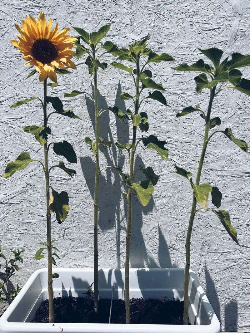 Stagger Your Sowings Every 2 To 3 Weeks To Extend Blooms Stagger Your Sowings Every 2 To 3 Weeks To Extend Blooms