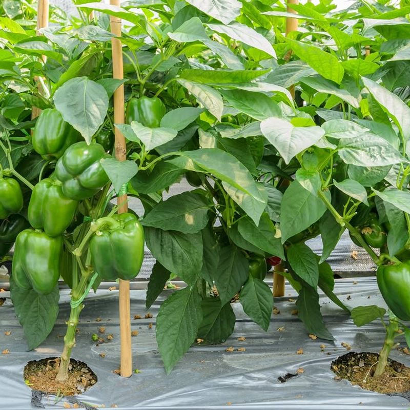 Stake And Support Plants Before Storms And Fruit Load Build