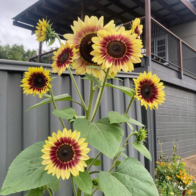 Stake Giants Before Storms Arrive