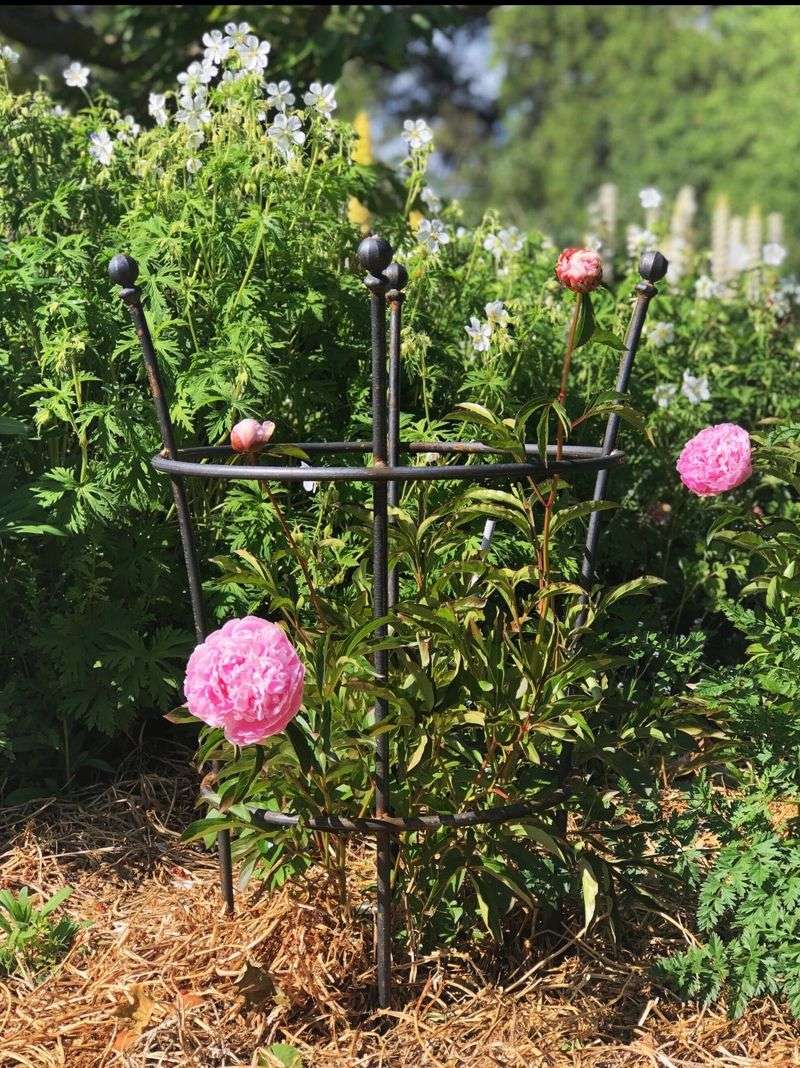 Stake Herbaceous Peonies Before The Buds Get Heavy Stake Herbaceous Peonies Before The Buds Get Heavy