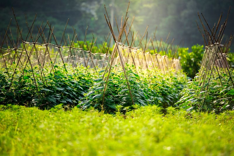 Stake Or Cage Plants Early