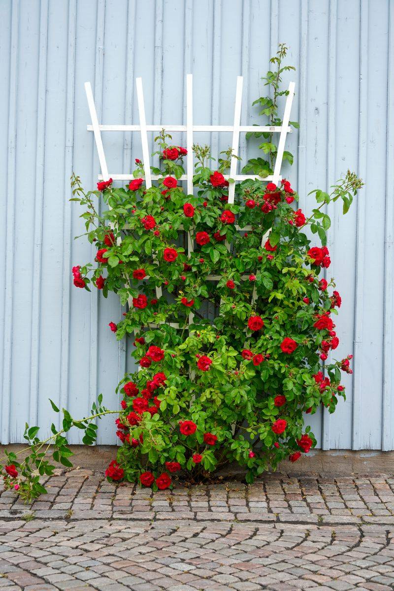 Stake Or Support Climbing Varieties Now Stake Or Support Climbing Varieties Now