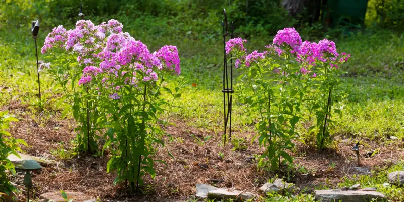Stake Tall Garden Phlox Before Summer Storms Hit Stake Tall Garden Phlox Before Summer Storms Hit