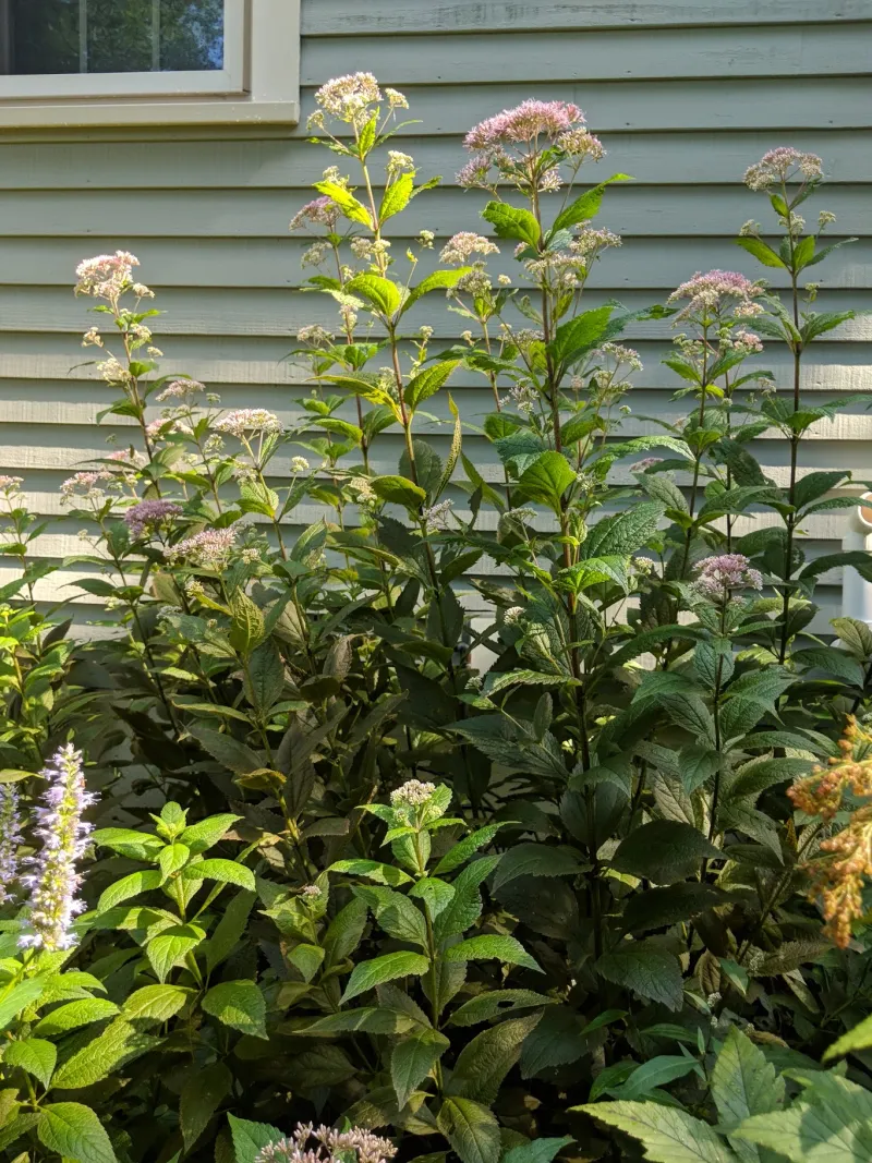 Stake Tall Plants Before Storms Bend The Stems
