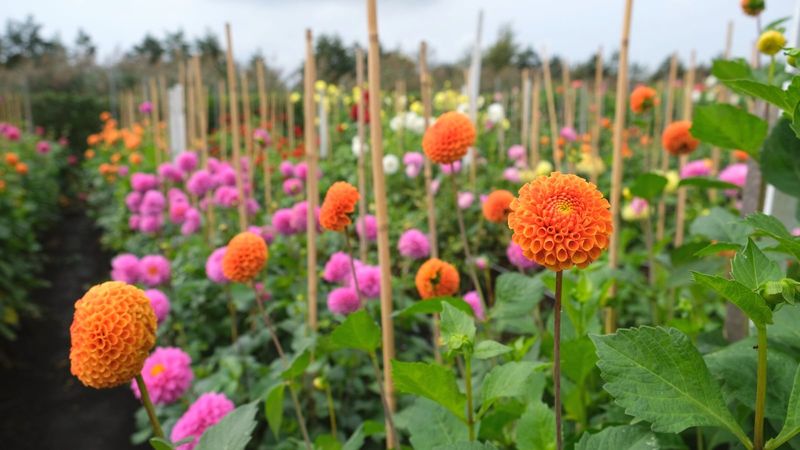 Stake Tall Stems Before Summer Storms Bend Them