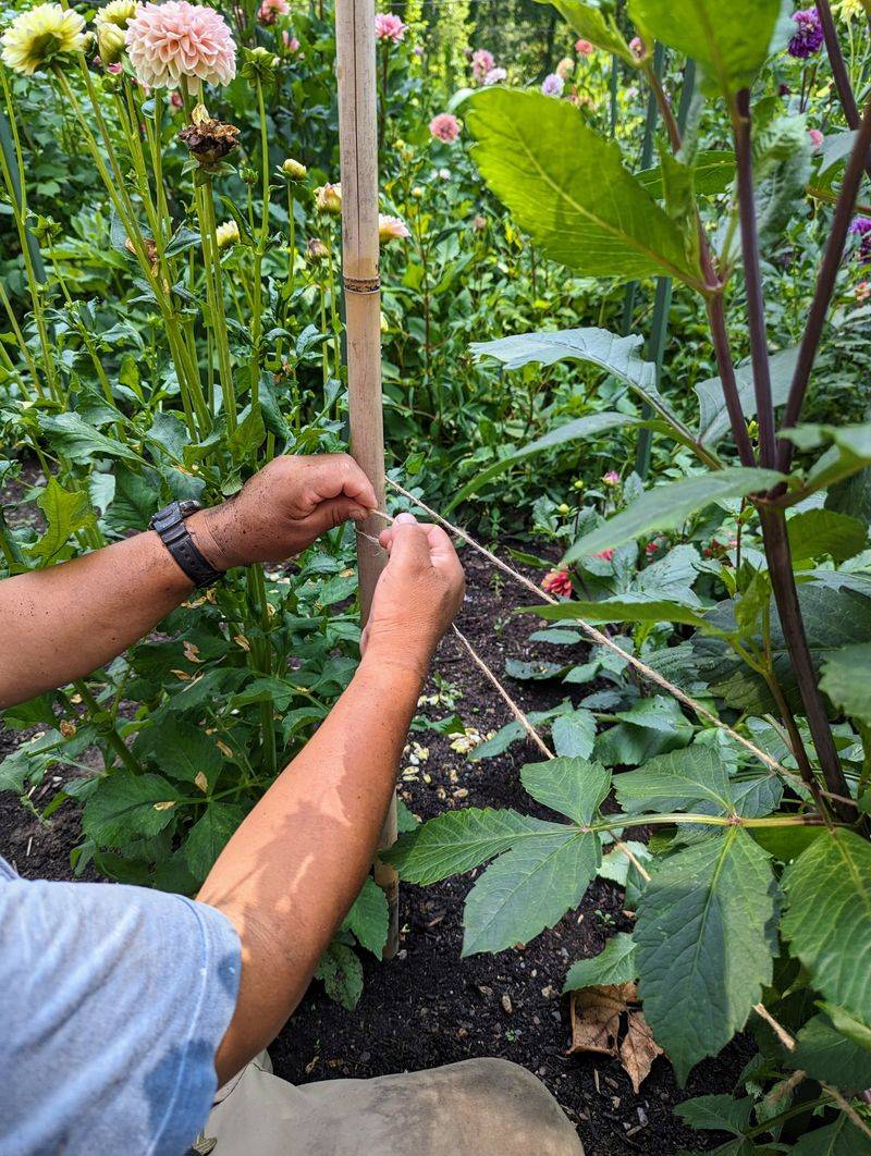 Stake Tall Varieties Before Buds Get Heavy Stake Tall Varieties Before Buds Get Heavy
