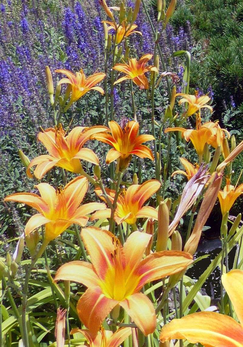 Stake Tall Varieties Early To Protect Against Wind And Summer Storms Stake Tall Varieties Early To Protect Against Wind And Summer Storms