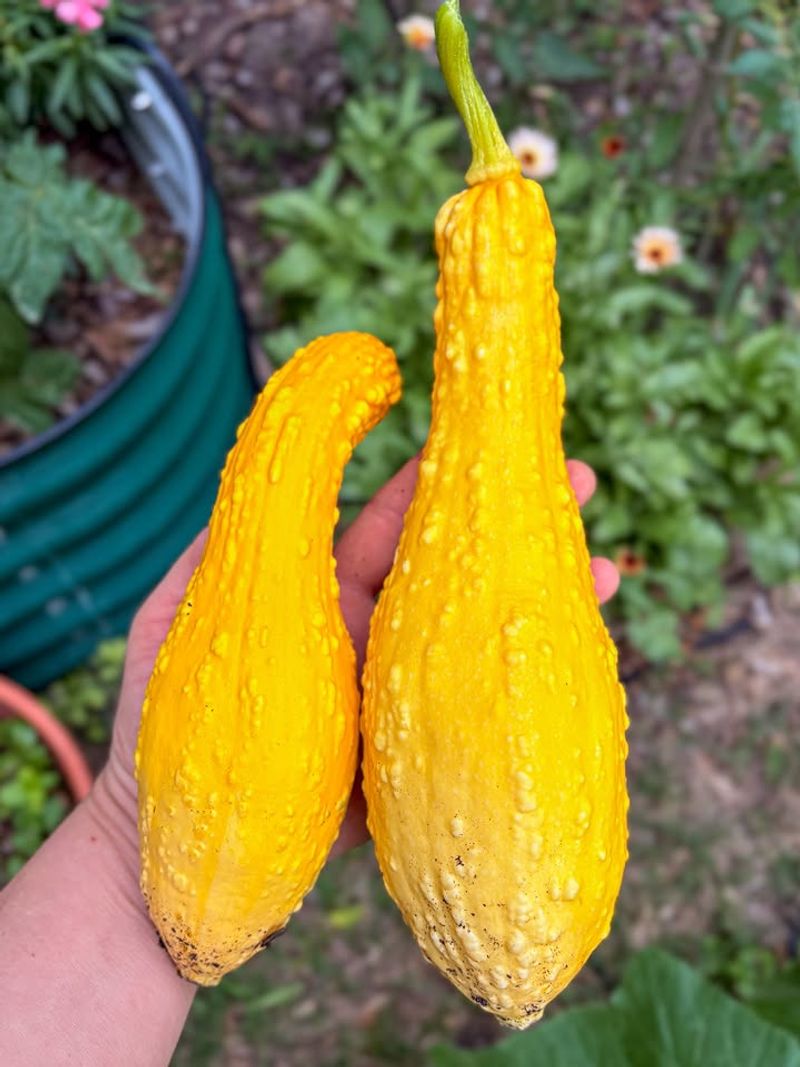 Standard Yellow Squash Draws Heavy Pressure