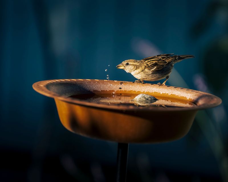 Standing Water From Birdbaths, Ponds, Or Leaky Sprinklers Standing Water From Birdbaths, Ponds, Or Leaky Sprinklers