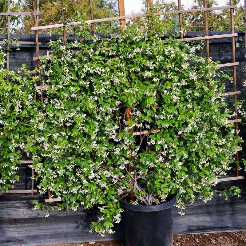 Star Jasmine Covers A Trellis Quickly Star Jasmine Covers A Trellis Quickly
