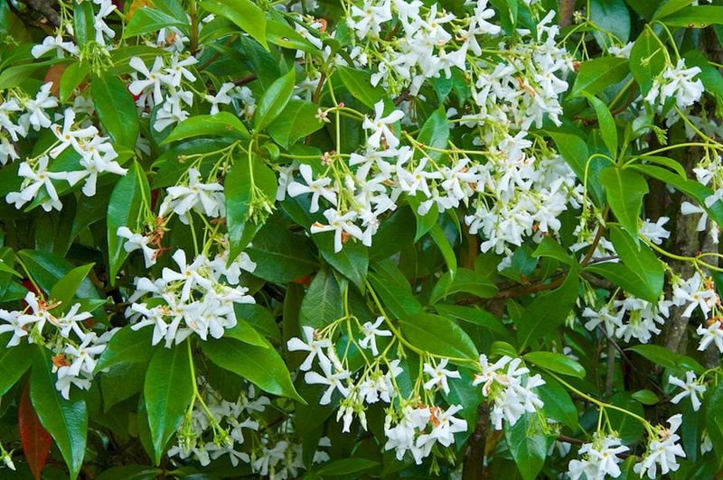 Star Jasmine (Trachelospermum Jasminoides)