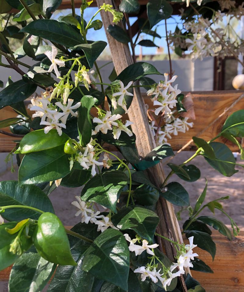 Star Jasmine Works Best With Afternoon Shade