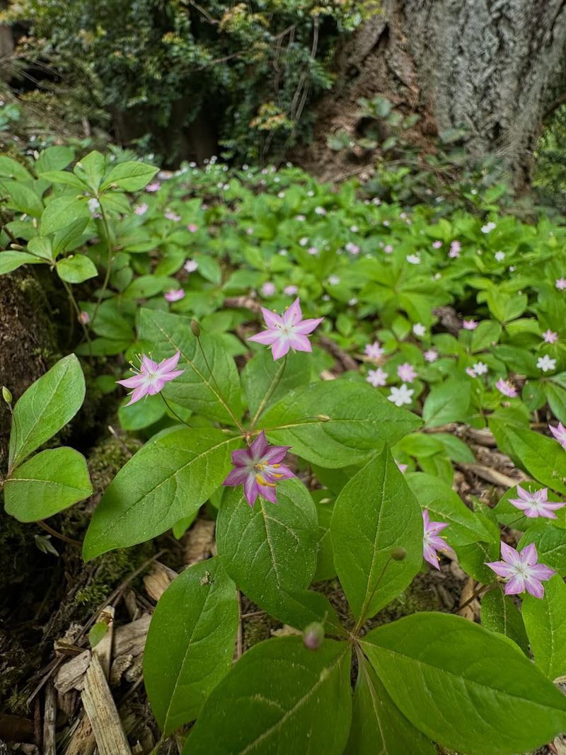 Starflower