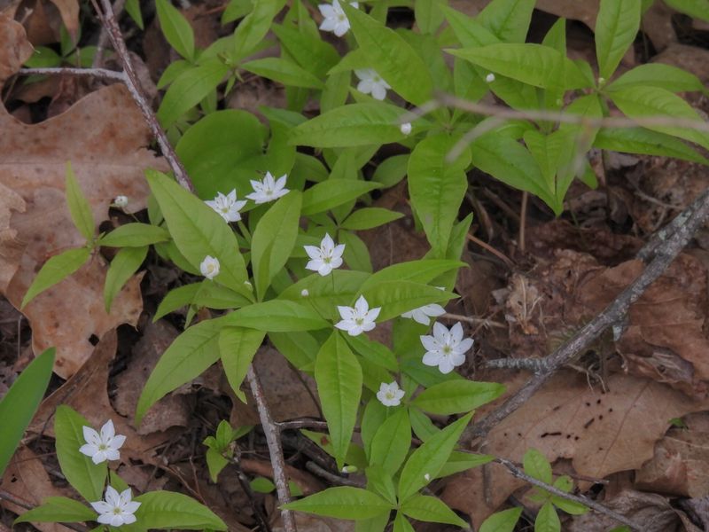 Starflower Makes Bare Shade Look Like A Forest Floor Starflower Makes Bare Shade Look Like A Forest Floor
