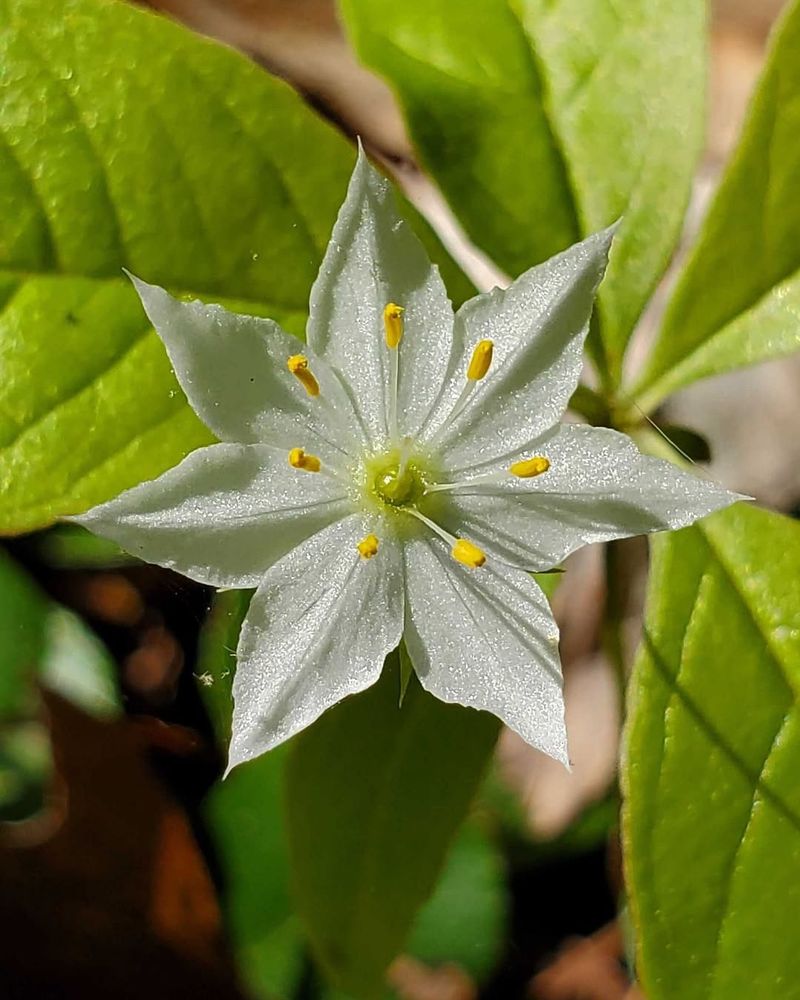 Starflower Starflower