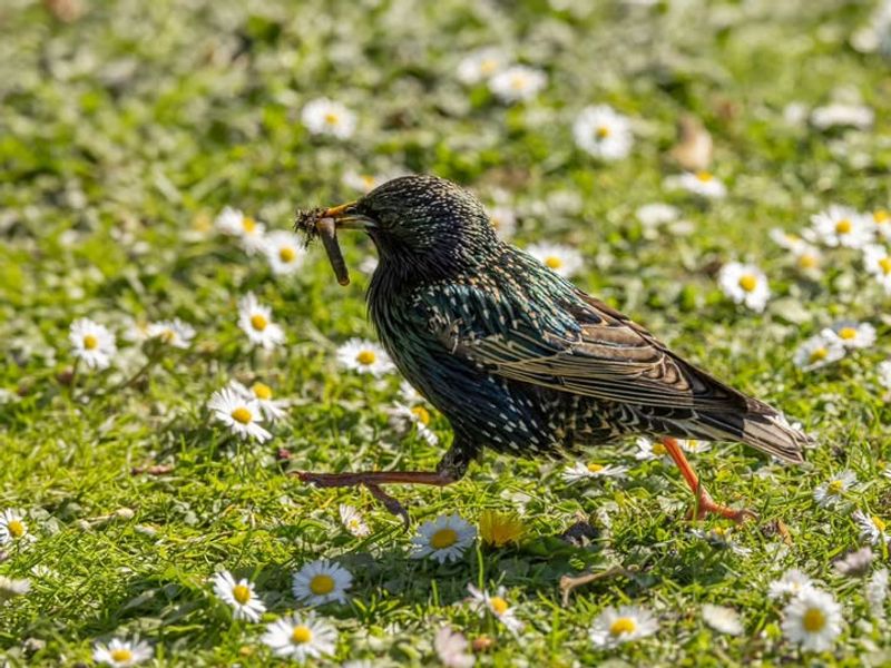 Starlings Gather On The Lawn Starlings Gather On The Lawn