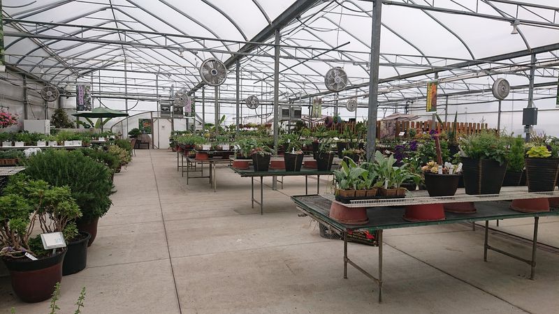 Start At Mulberry Creek Herb Farm In Huron Start At Mulberry Creek Herb Farm In Huron