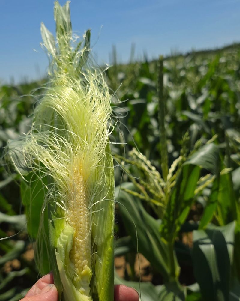 Start Counting Toward Harvest From Silk Stage Start Counting Toward Harvest From Silk Stage