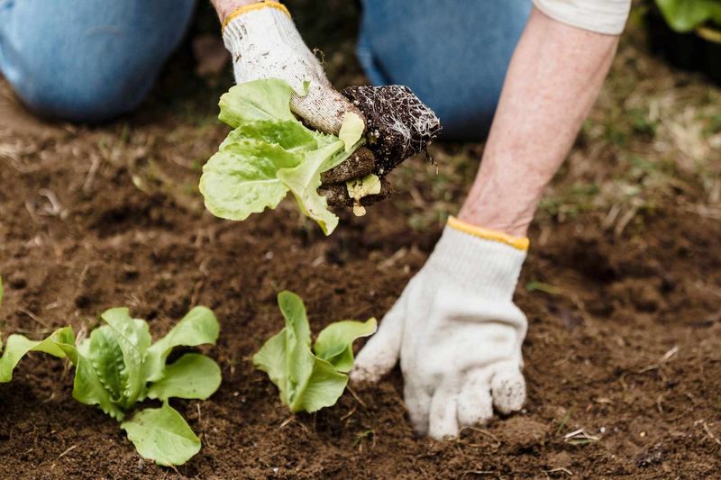 Start Fall Crops Before July Slips Away