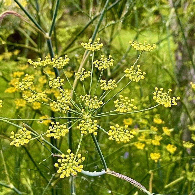 Start Fennel Early Before Summer Heat Pushes Growth