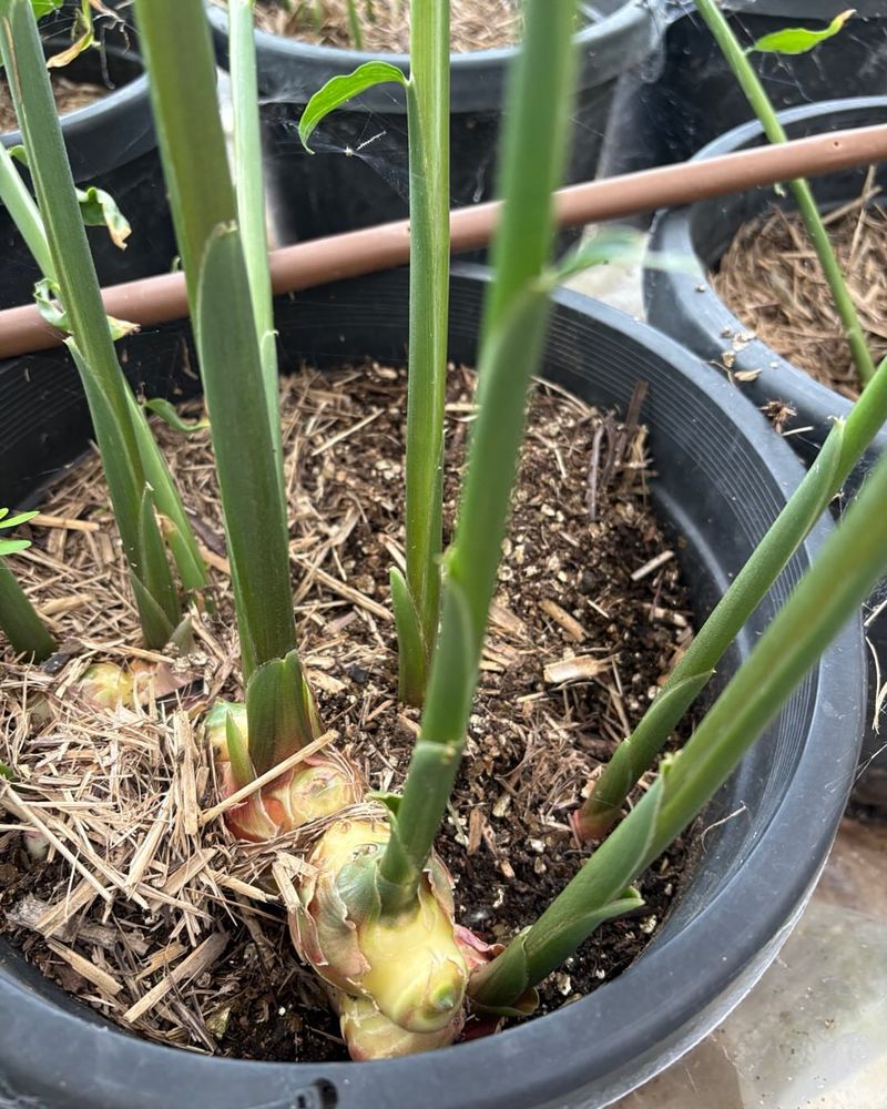 Start Ginger Indoors Before North Carolina Soil Warms