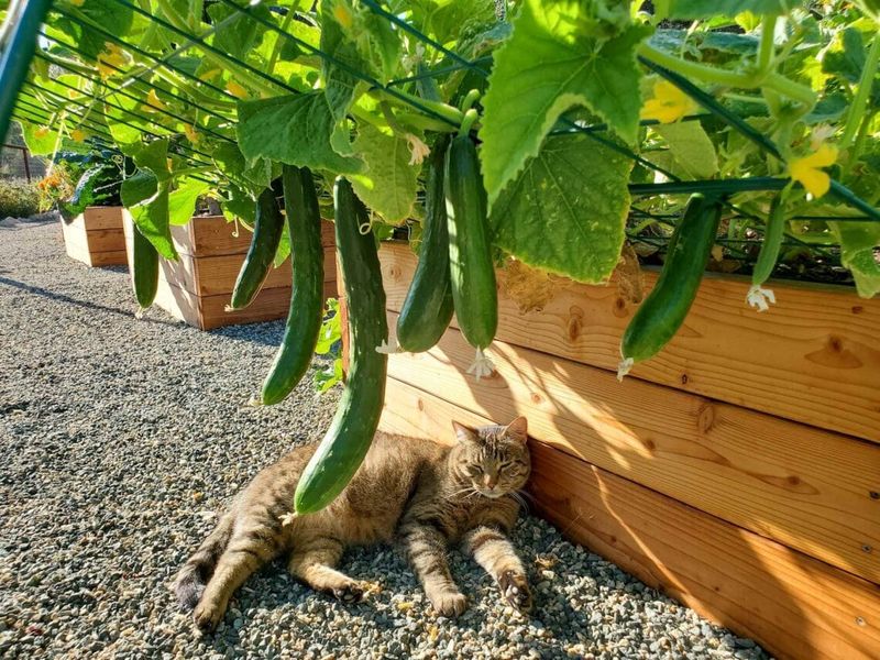 Start Harvesting Before Fruit Gets Oversized