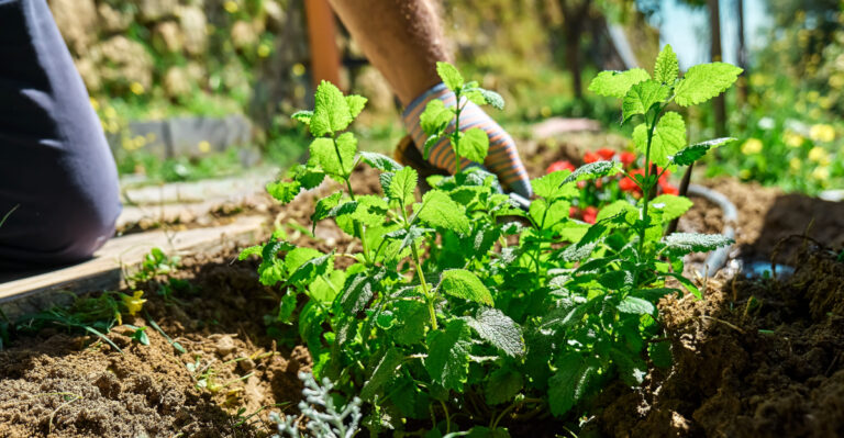 herbs (featured image)