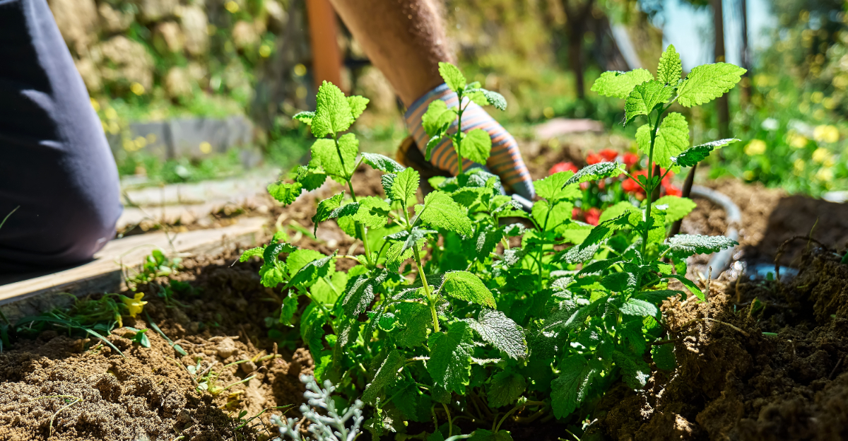 herbs (featured image)