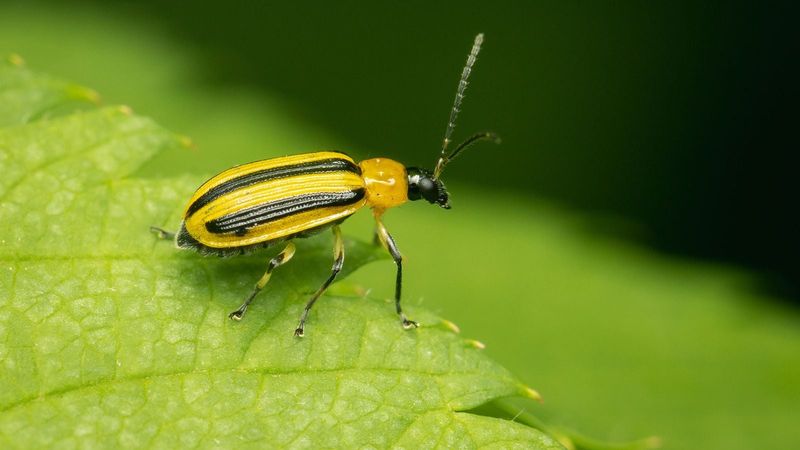 Start Watching For Pests Before Damage Gets Ahead Of You
