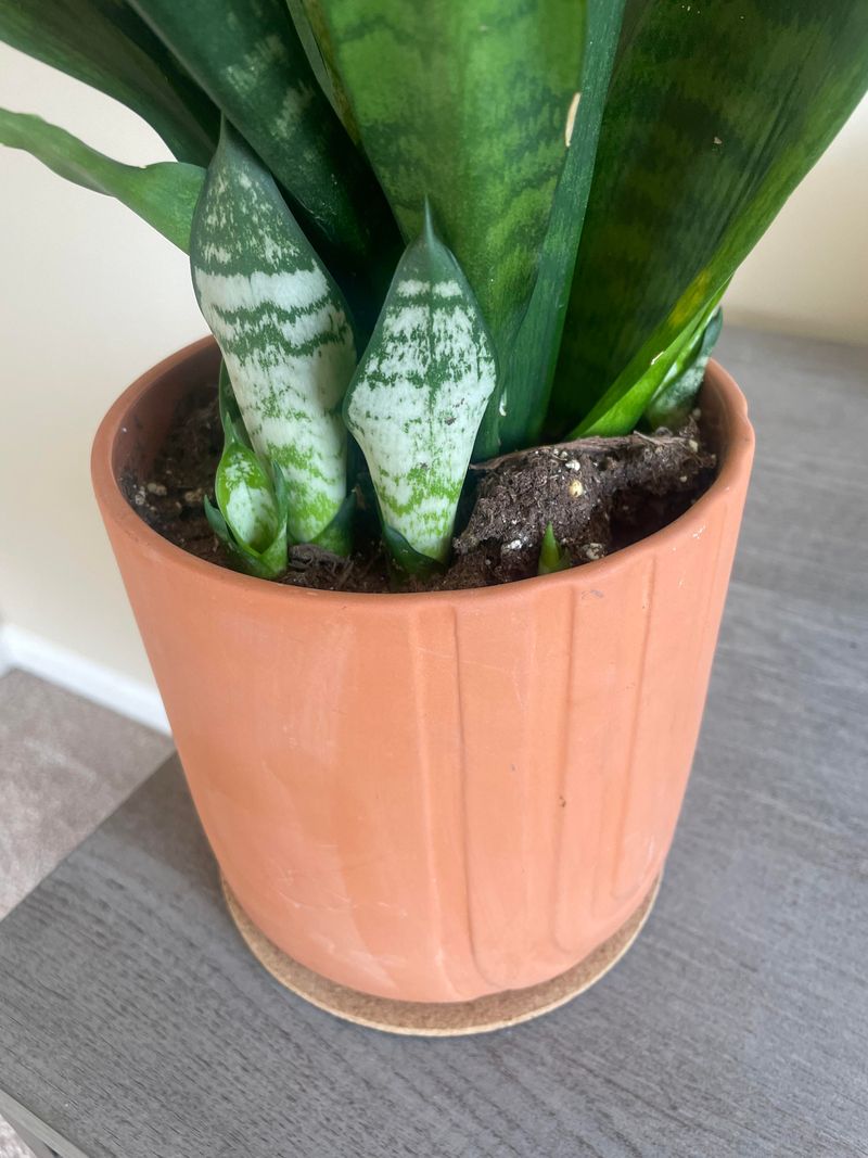 Start With A Mature Plant