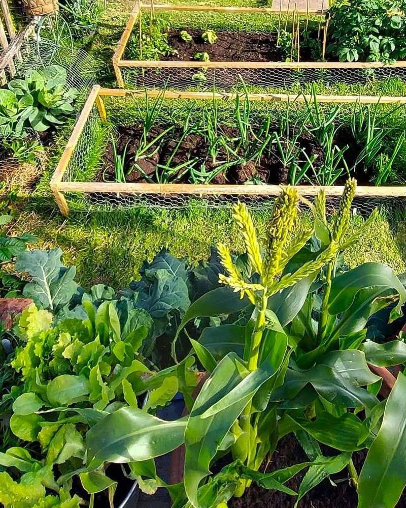 Start With A Small Sunny Garden