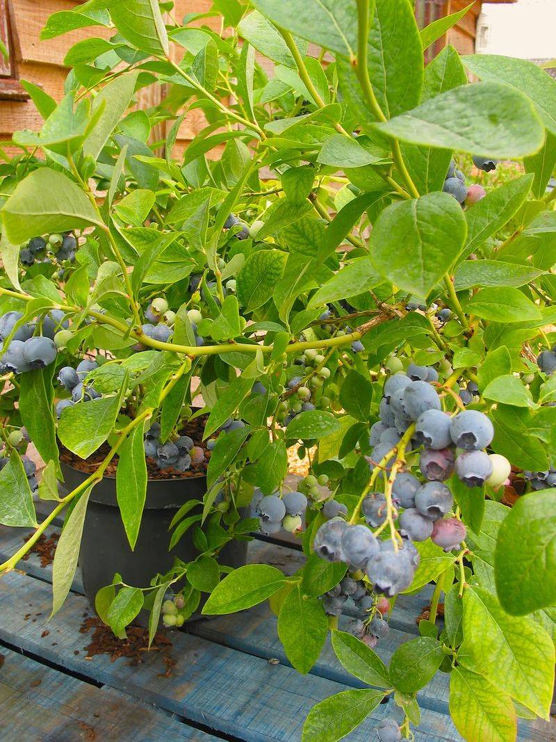Start With Acid-Loving Fertilizer Start With Acid-Loving Fertilizer