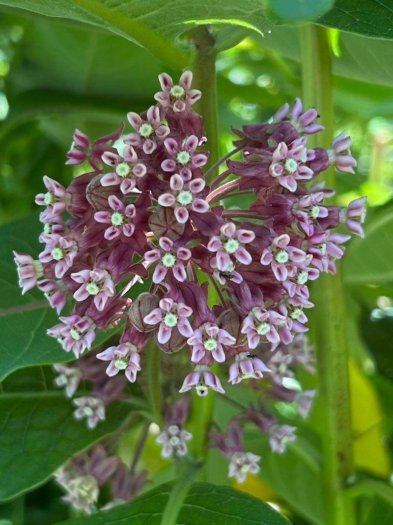 Start With Common Milkweed