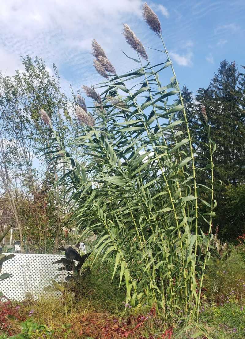 Start With Giant Reed By Name Start With Giant Reed By Name