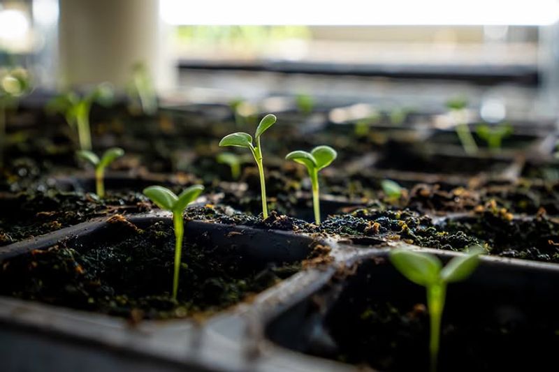 Start With Healthy Transplants Start With Healthy Transplants