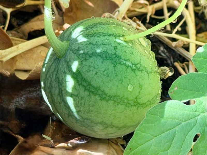 Start With Heat-Loving Melon Varieties