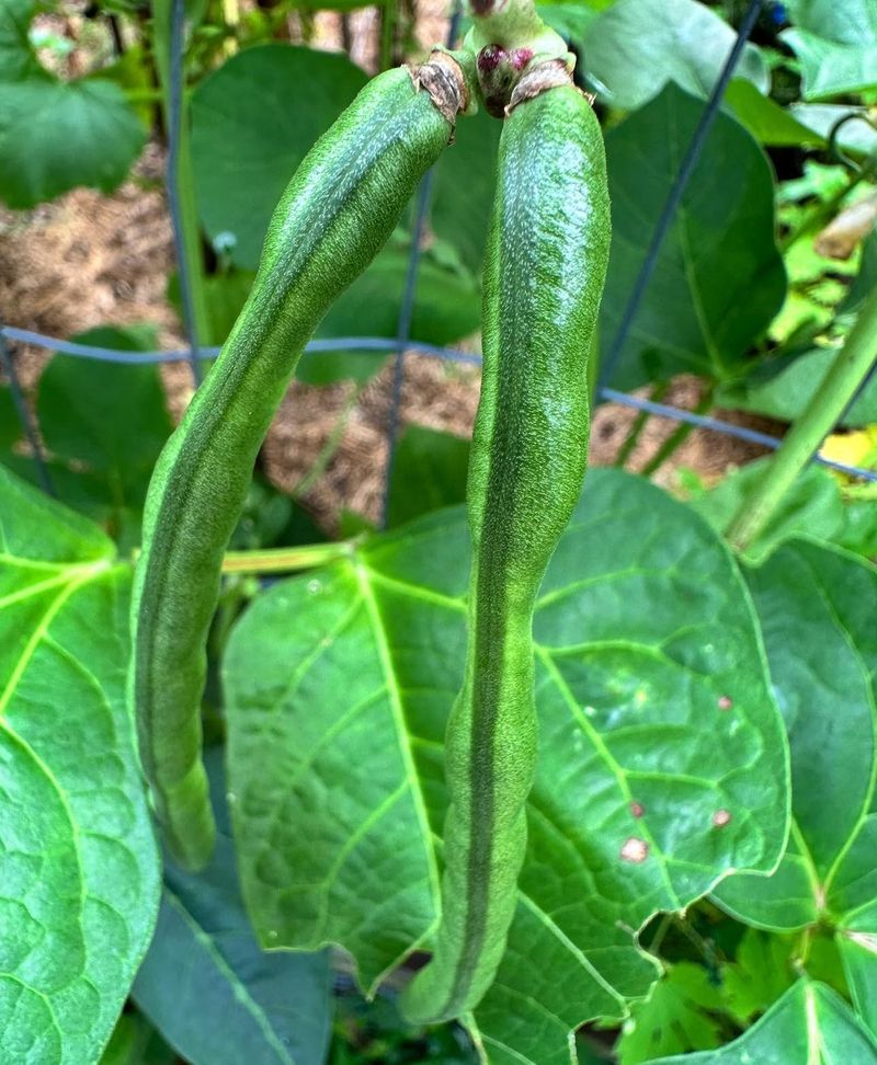 Start With Heat-Tolerant Southern Pea Varieties Start With Heat-Tolerant Southern Pea Varieties
