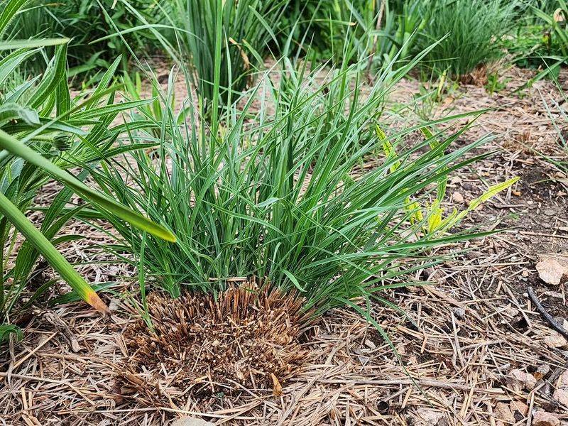 Start With Little Bluestem First Start With Little Bluestem First