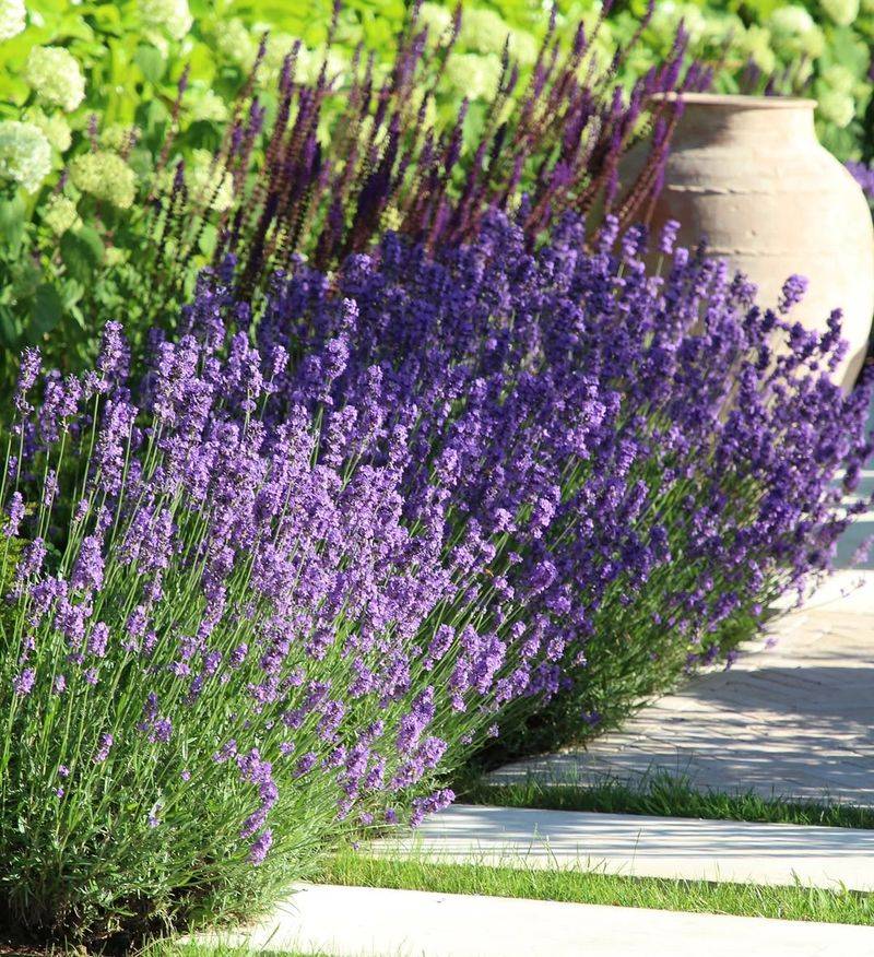 Start With Munstead If You Want A Bigger Plant