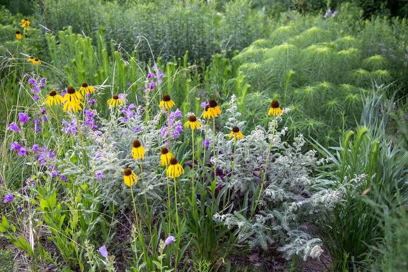 Start With Native Plants Start With Native Plants