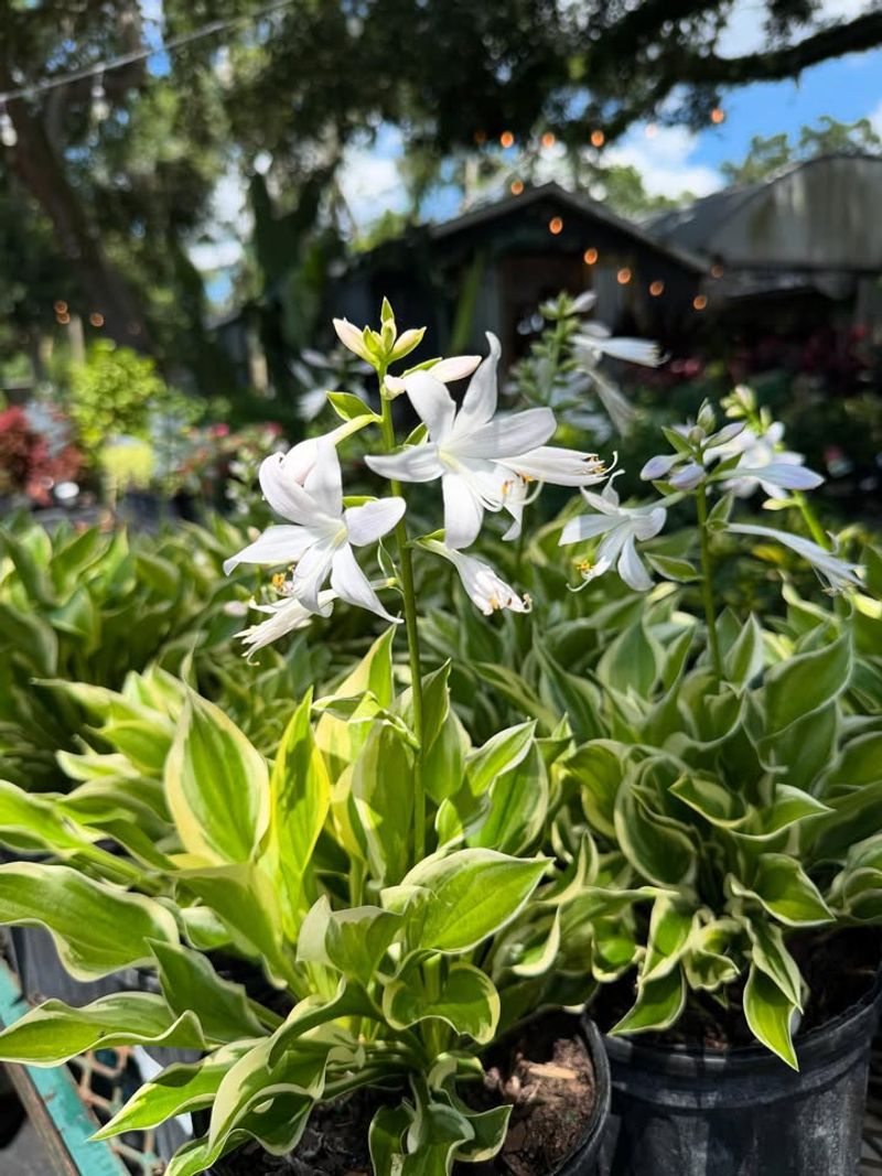 Start With Sun Power Hosta