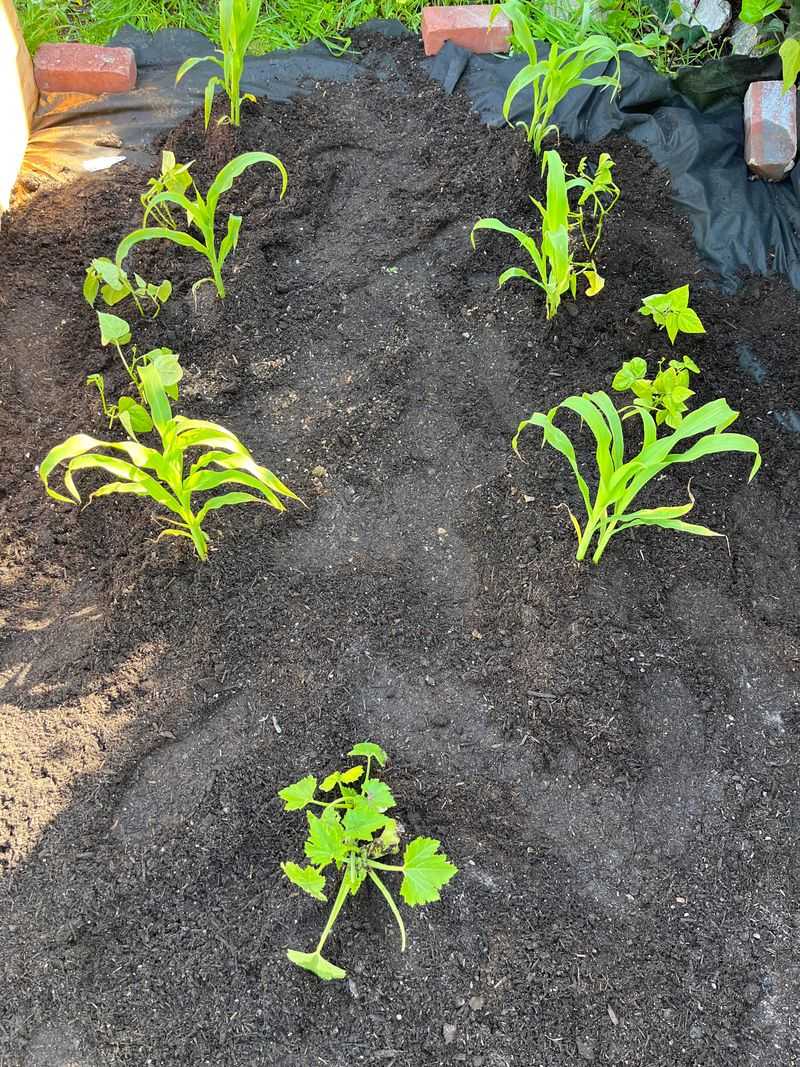 Start With Sweet Corn And Pole Beans Start With Sweet Corn And Pole Beans