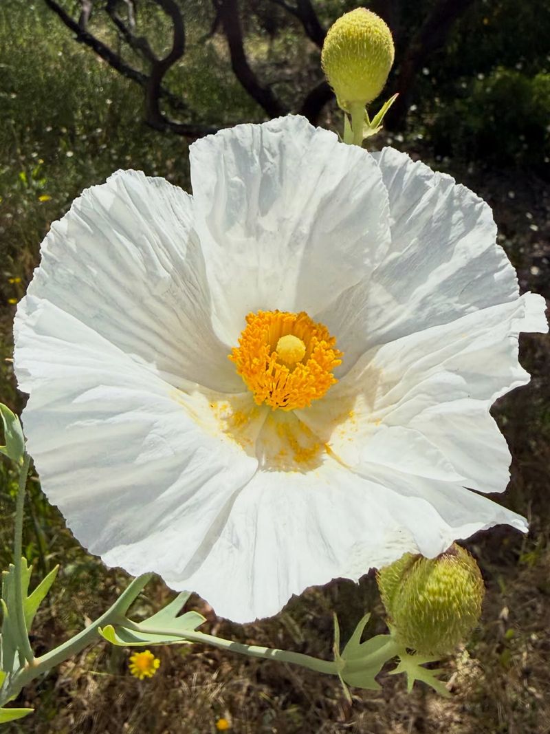 Start With The Giant White Blooms