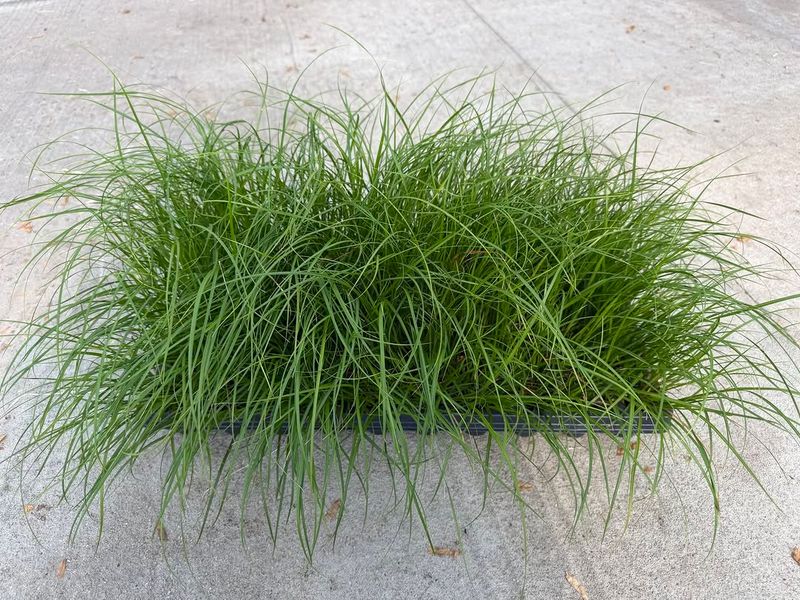 Start With Tussock Sedge